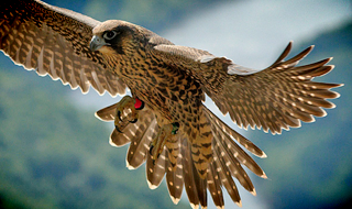 Peregrine Falcon Takes Flight Over New River Gorge