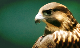 Young Peregrine Falcon