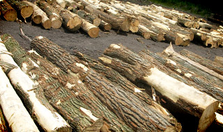 Bridge Lumber