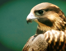 Adolescent Peregrine Falcon
