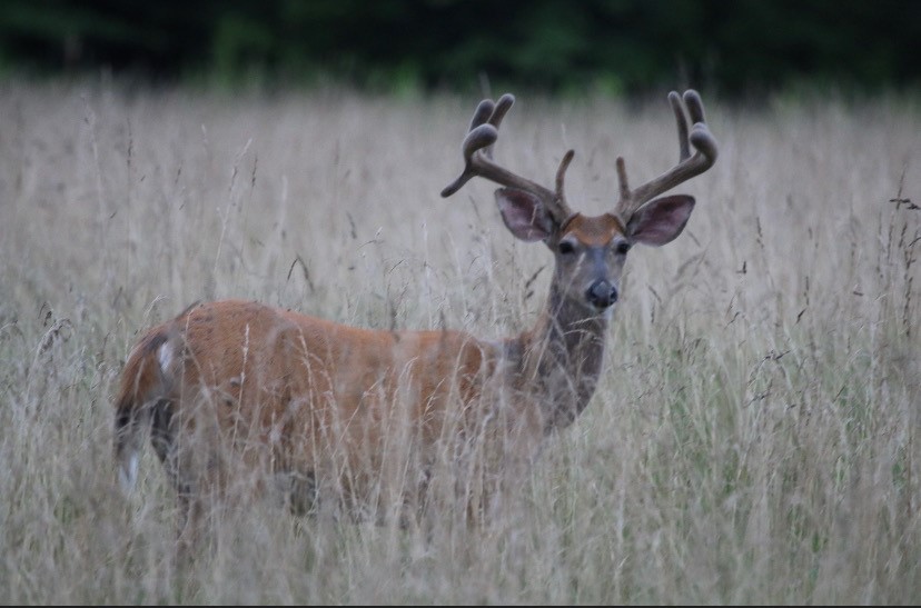 Deer The Summit Bechtel Reserve